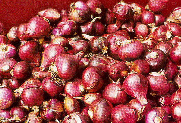 Bawang Merah (Nganjuk) - Ekspor